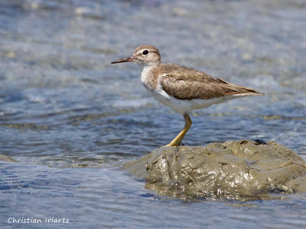 Spotted sandpiper - Playa Carmen
