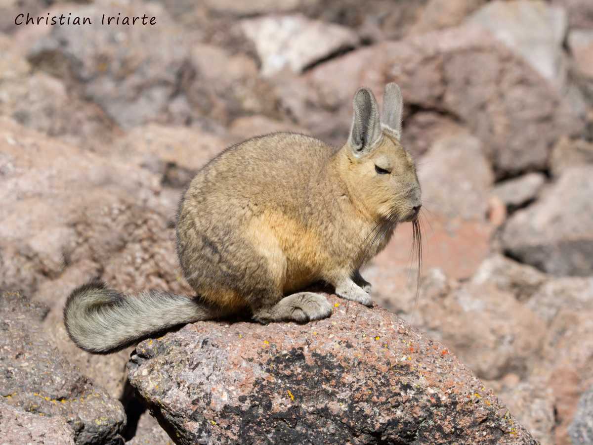 Imagen: Chinchillón - Parque nacional Sajama