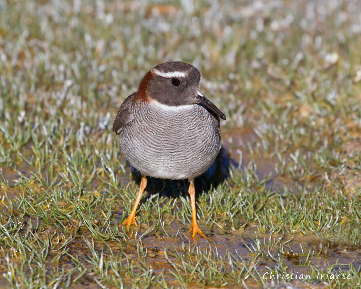 Chorlito de vincha - Parque nacional Sajama