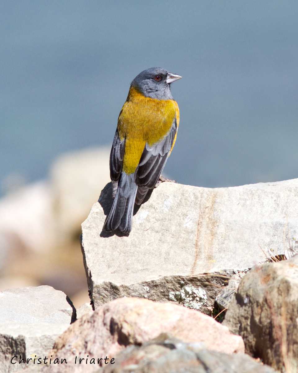 Image: Peruvian sierra-finch (Phrygilus punensis)