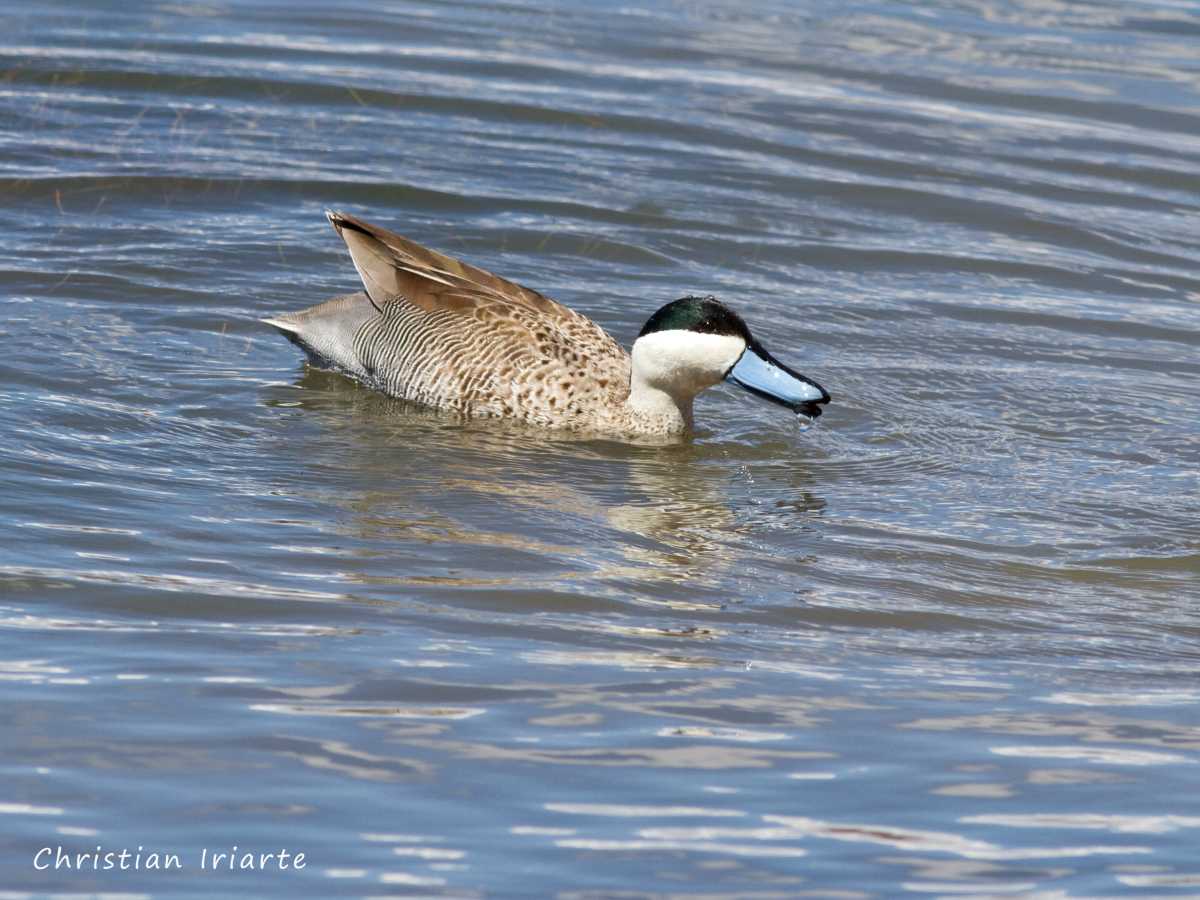 Puna teal (Spatula puna) - Isla del Sol