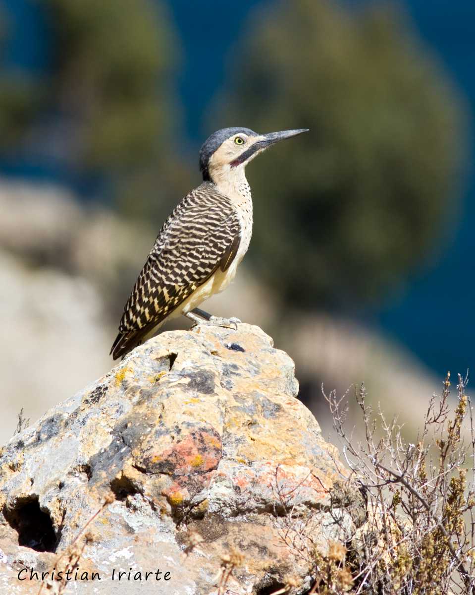 Southern Andean flicker (Colaptes rupicola)