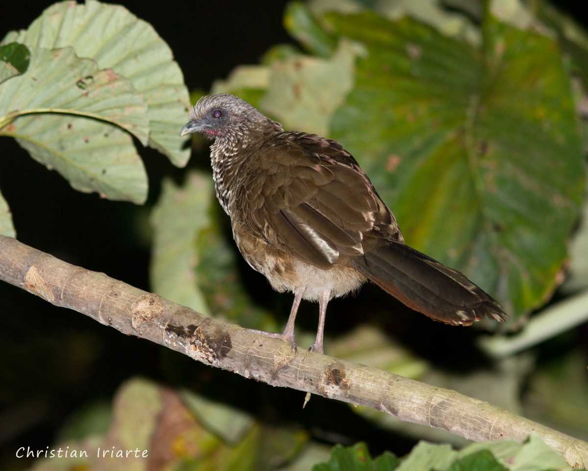 Image: Speckled chachalaca (Ortalis guttata) - Coroico