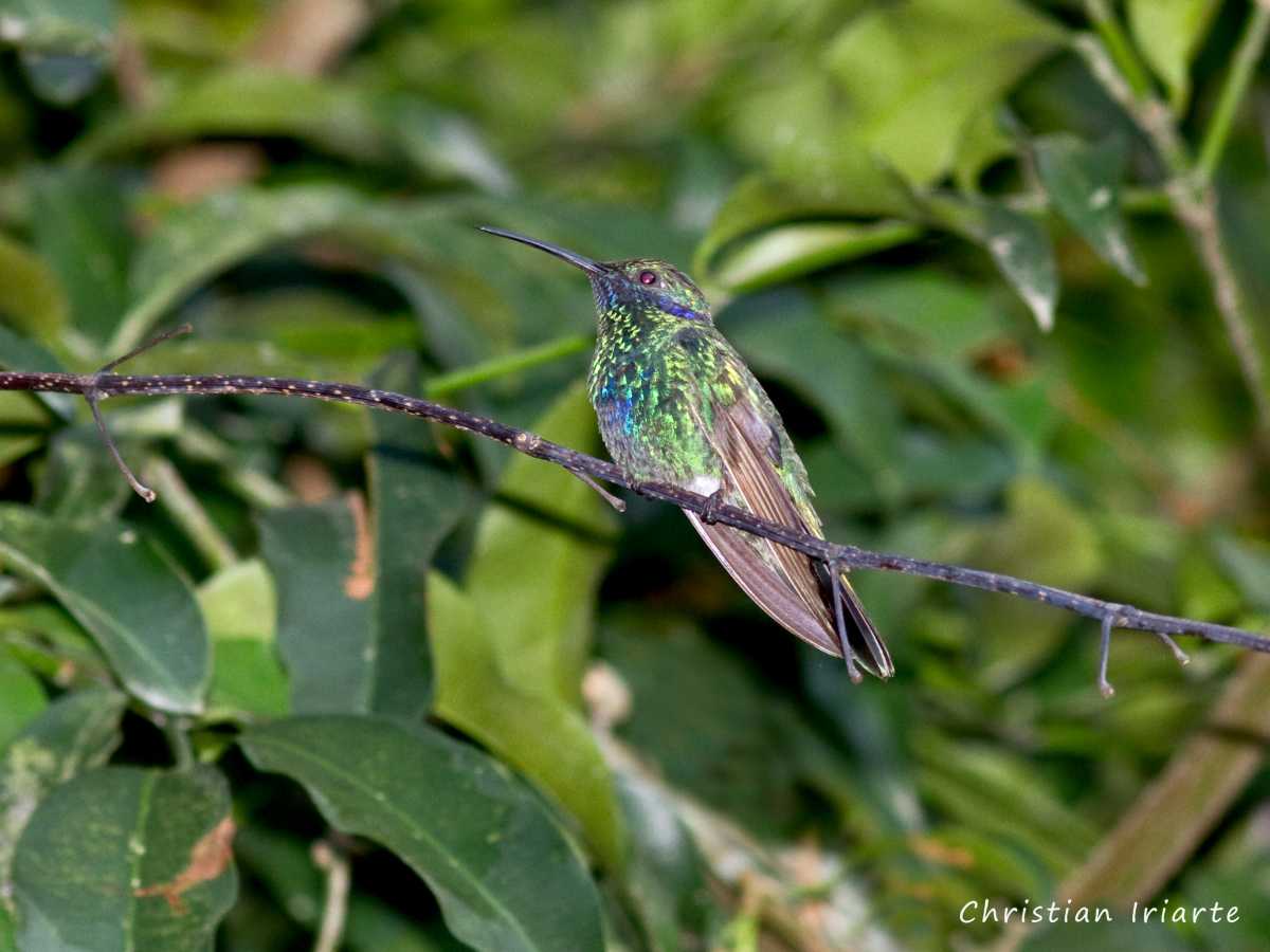 Sparkling violetear (Colibri coruscans) - Coroico