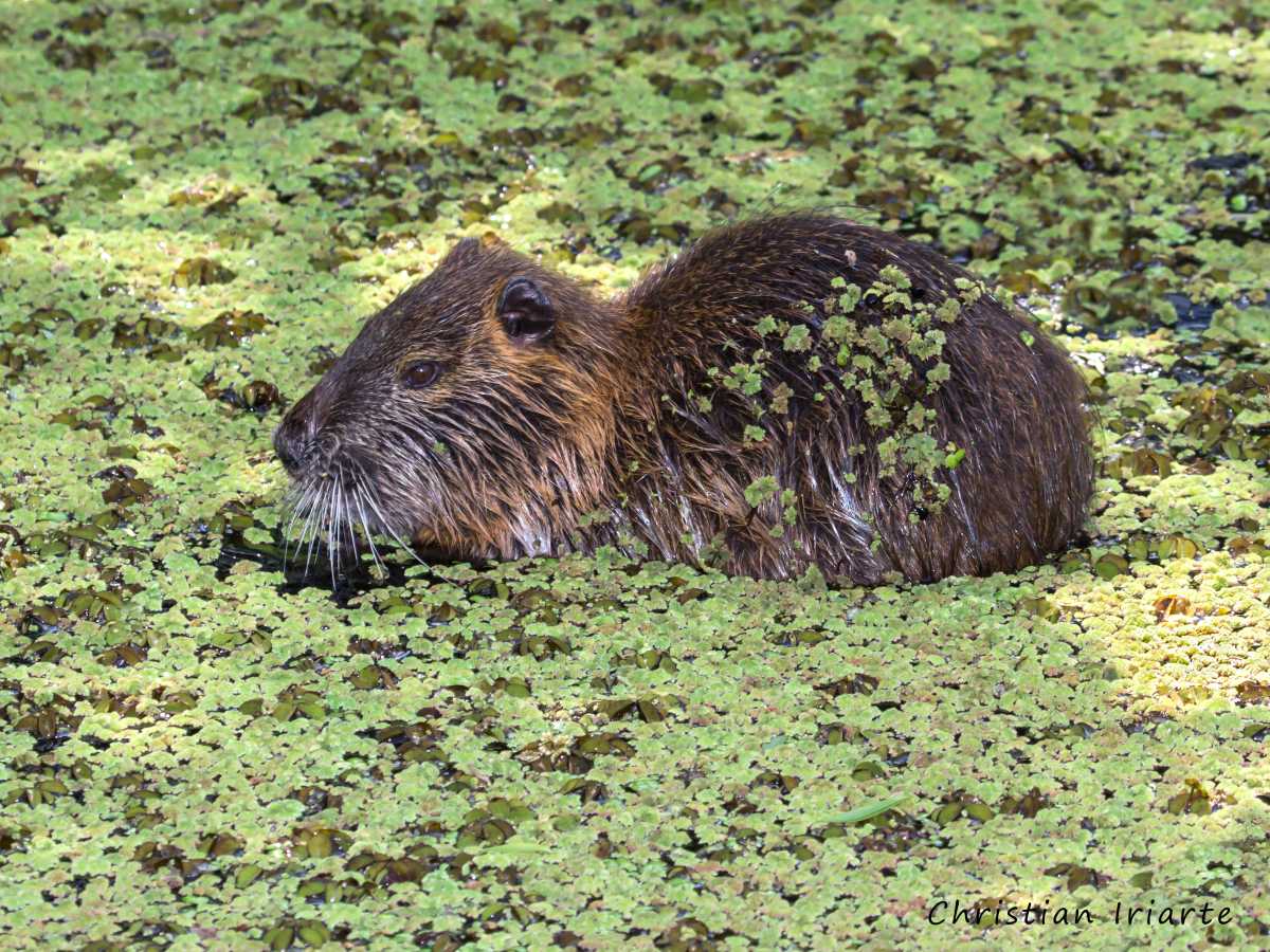 Coipo (Myocastor coypus) - Ribera Norte