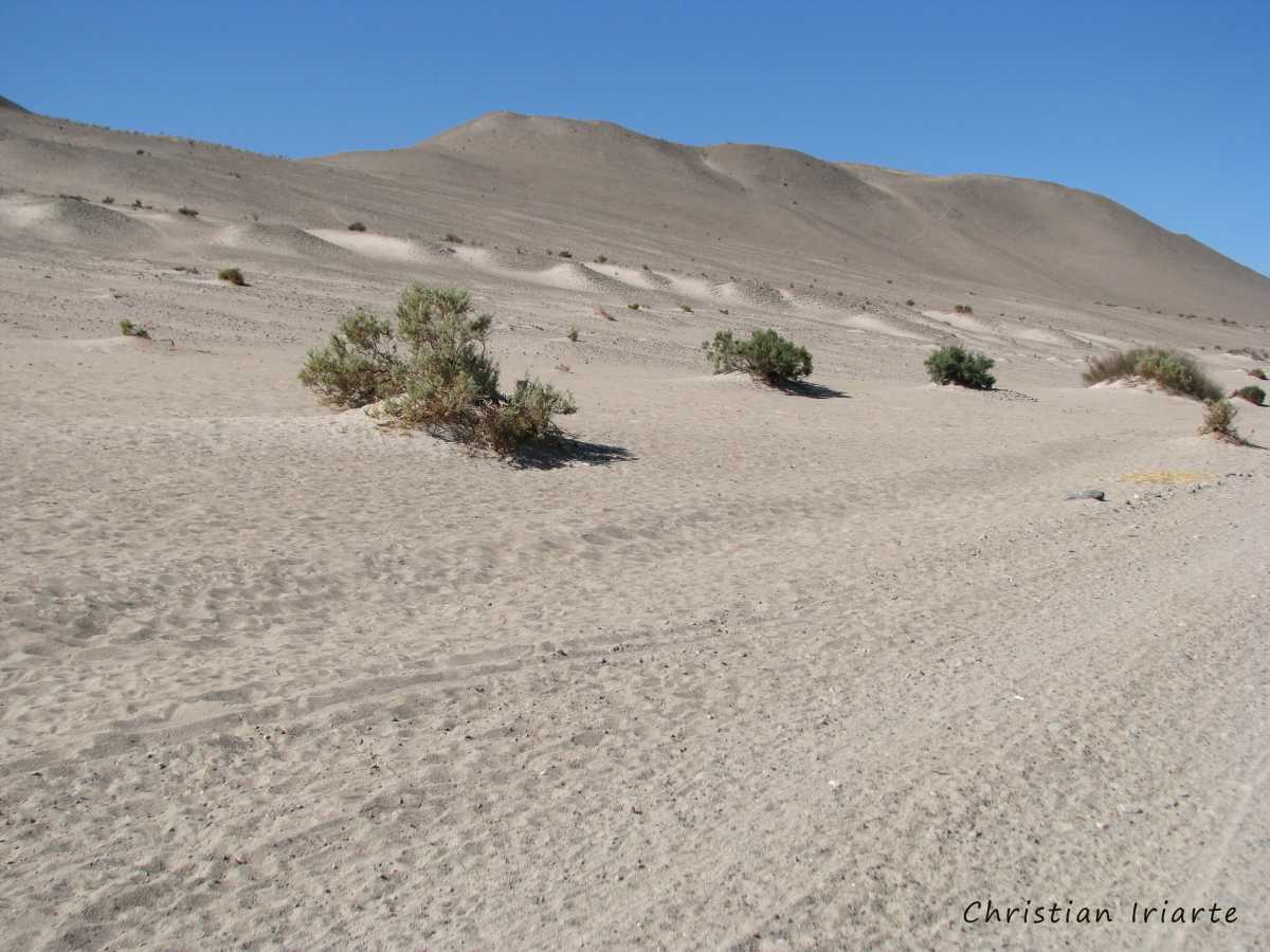 Dunes area in Medanitos