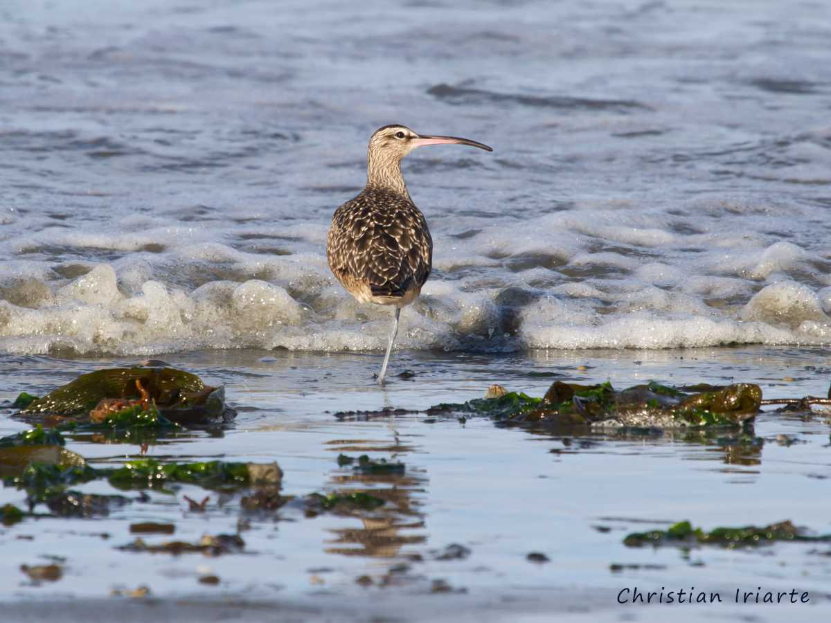 Whimbrel (Numenius phaeopus) - Río Grande