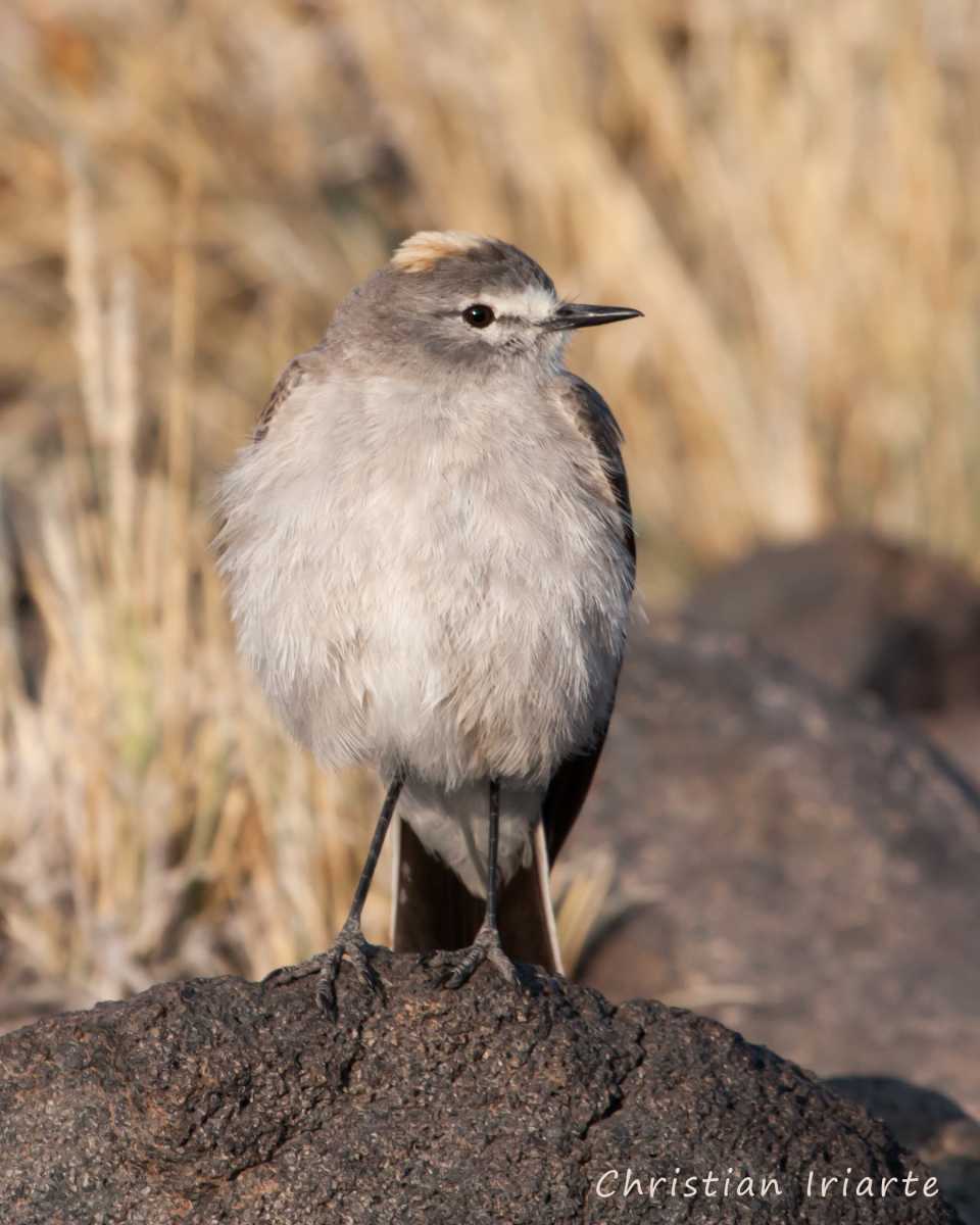 Ochre-naped ground-tyrant - Laguna del Diamante