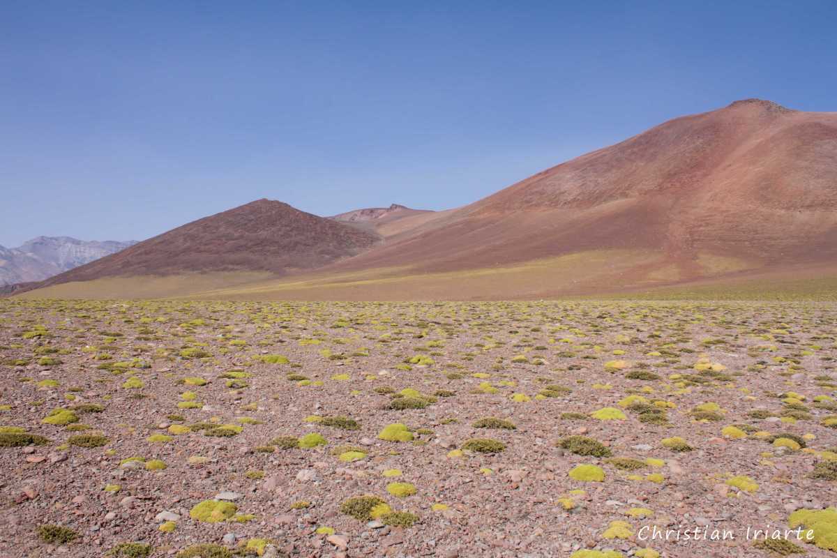 Imagen: Pampa de los Avestruces