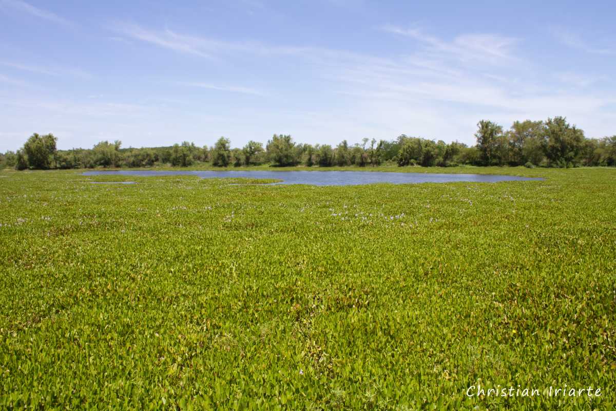Reserva de usos múltiples Río de los Pájaros