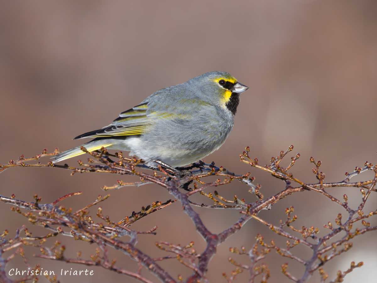 Yellow-bridled finch - Martial Glacier