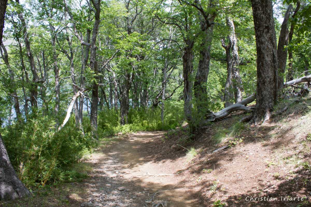 Image: Los Robles trail - Epu Lauquen