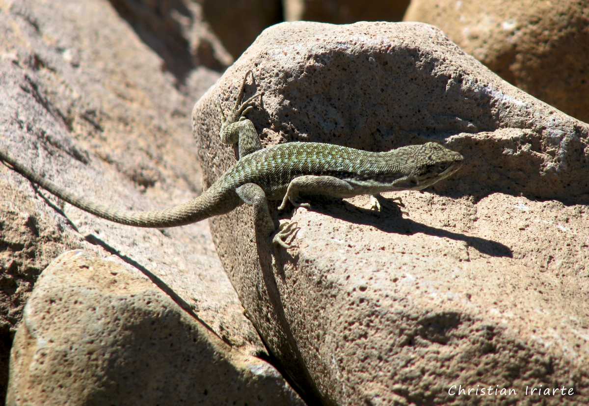 Image: Elongate tree iguana - Laguna Blanca National Park