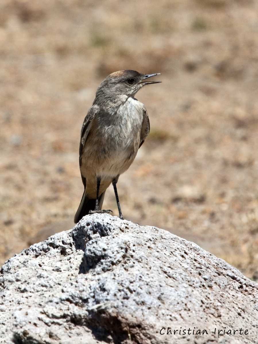 Cinnamon-bellied ground-tyrant - Laguna Blanca