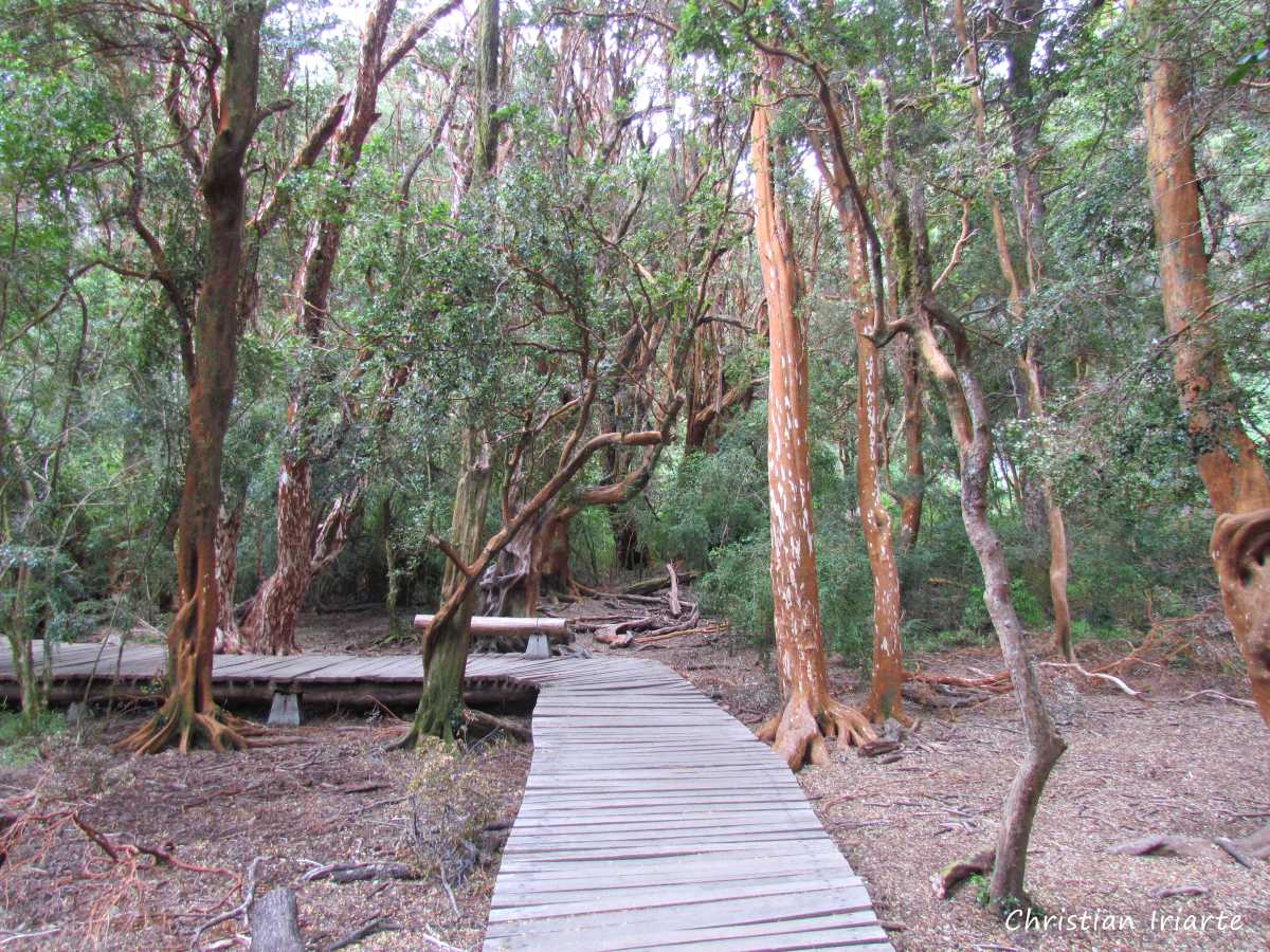 Imagen: Sendero de los Arrayanes - Parque Llao Llao