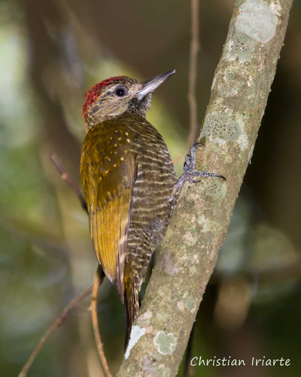 Image: Dot-fronted woodpecker - Calilegua National Park