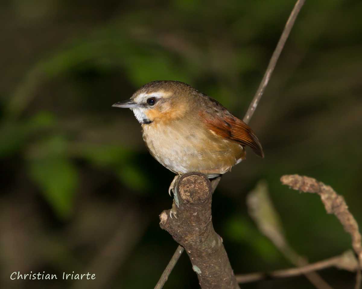 Ochre-cheeked spinetail - Calilegua National Park