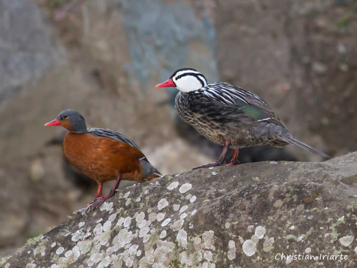 Imagen: Pato de los torrentes - Potrero de Yala