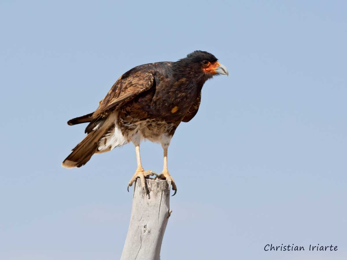 Image: Mountain caracara - Laguna de los Pozuelos