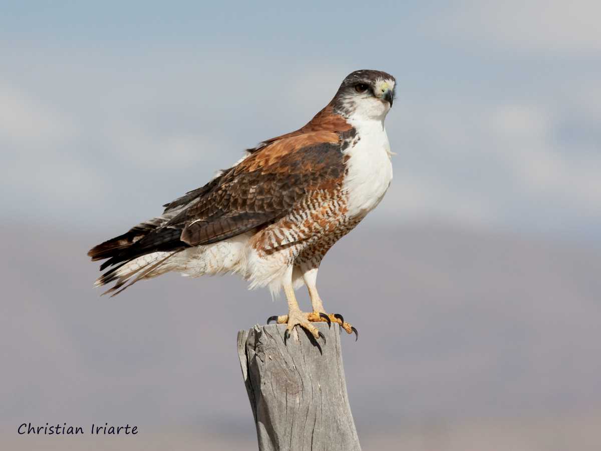 Variable hawk - Laguna de los Pozuelos