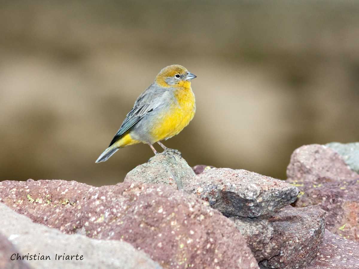 Bright-rumped yellow-finch - Laguna de los Pozuelos