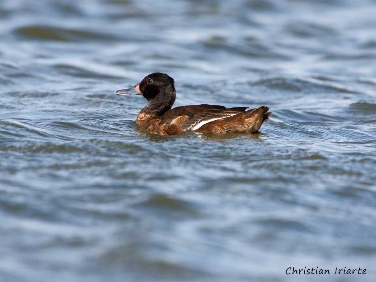 Black-headed duck - Laguna de Lobos