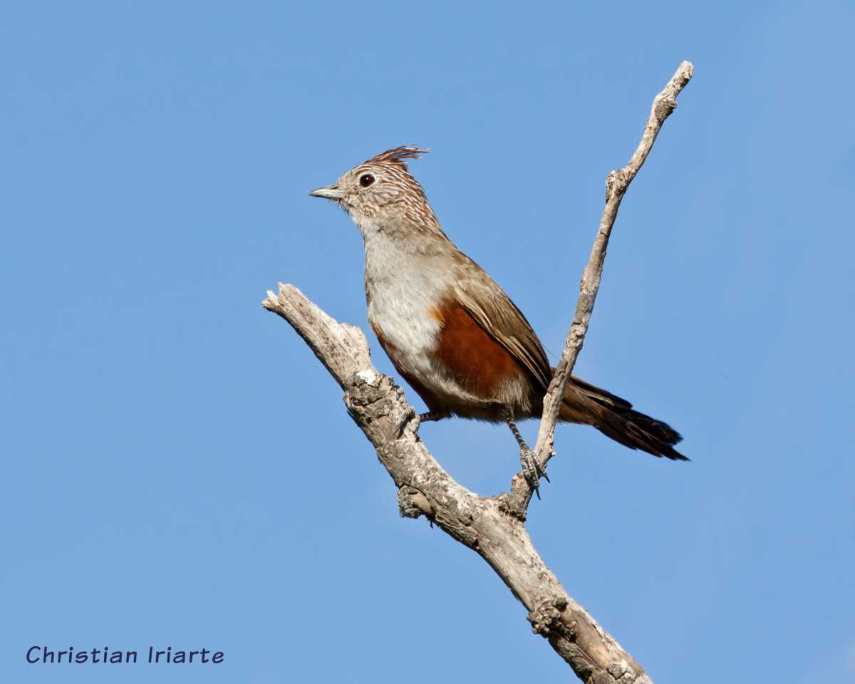 Imagen: Gallito copetón - Parque nacional Lihué Calel