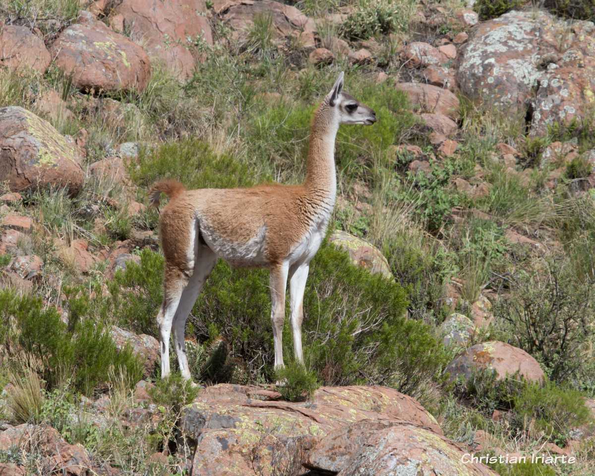 Imagen: Guanaco - Parque nacional Lihué Calel