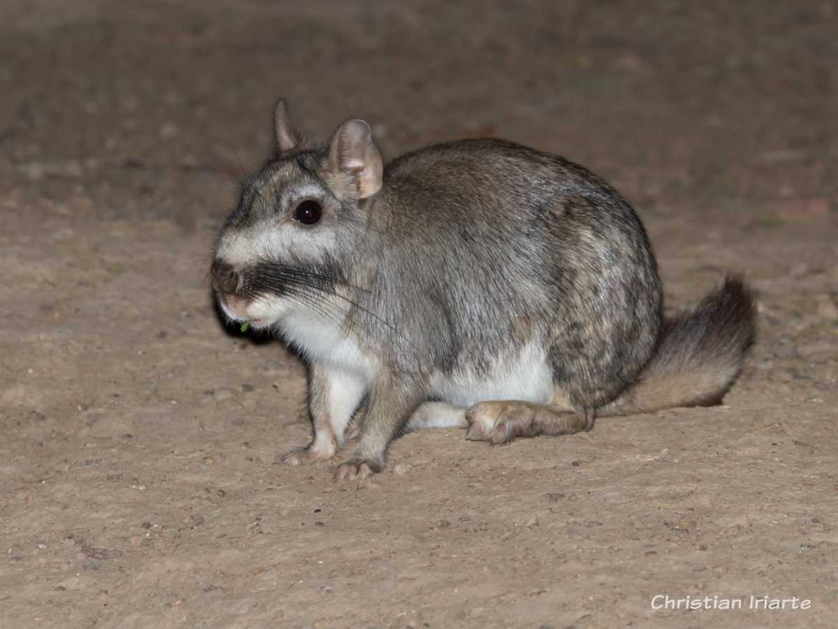 Vizcacha - Parque nacional Lihué Calel
