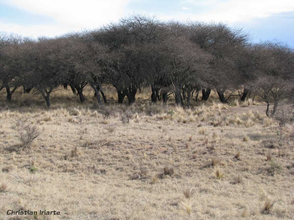 Caldén Forest - Parque Luro Nature Reserve