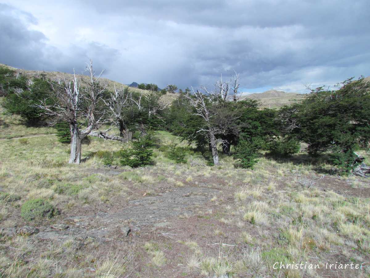 Trail to Laguna Torre