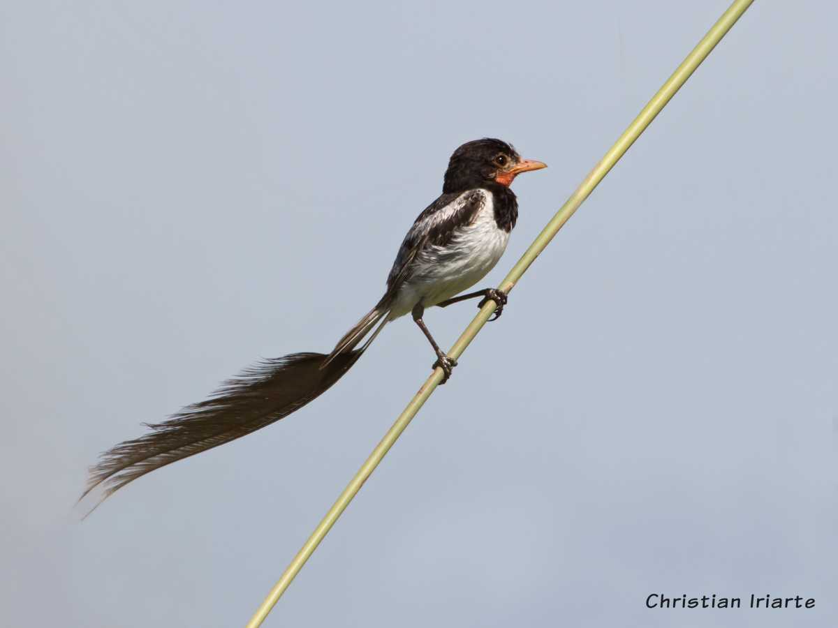 Image: Strange-tailed tyrant - Iberá Wetlands