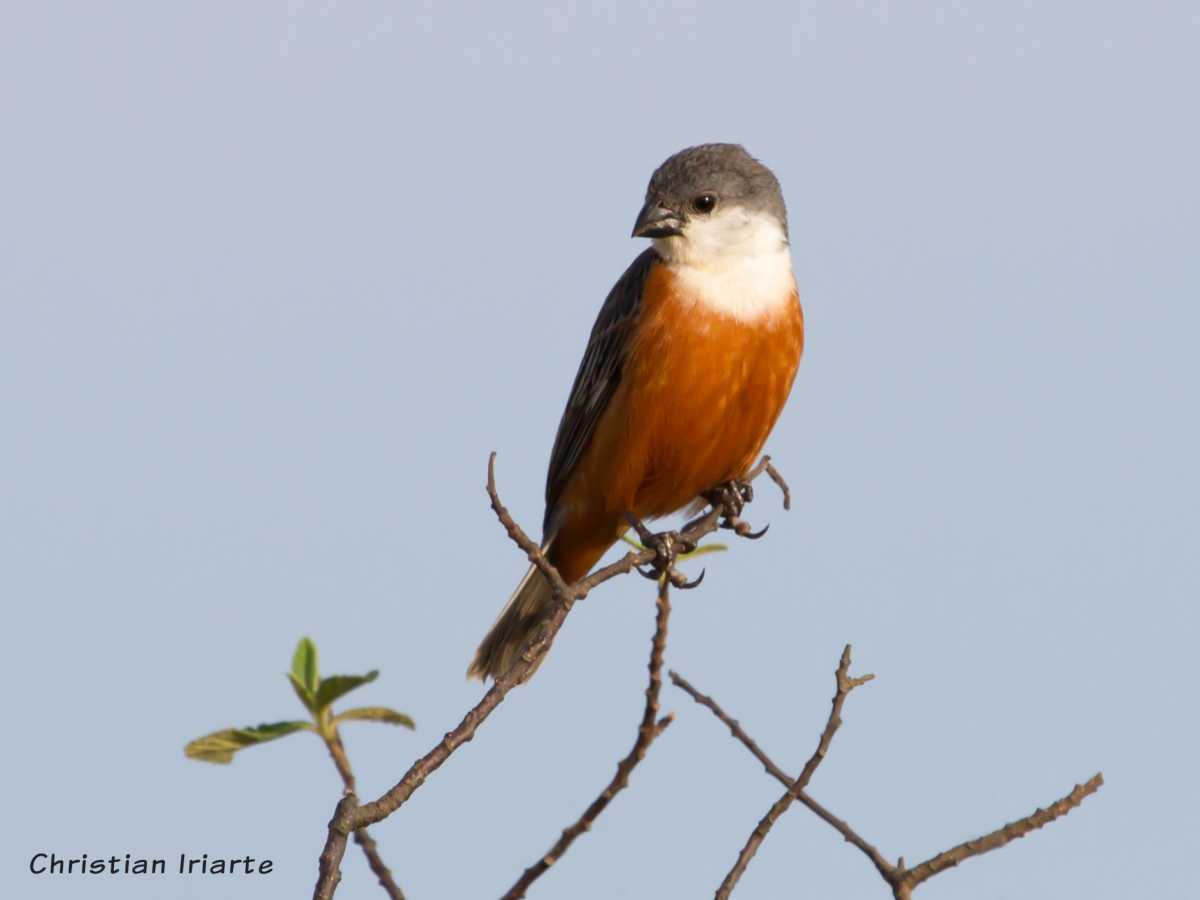 Marsh seedeater - Iberá Wetlands