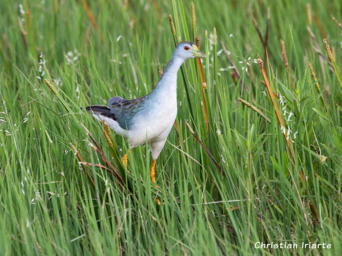 Azure gallinule - Iberá Wetlands