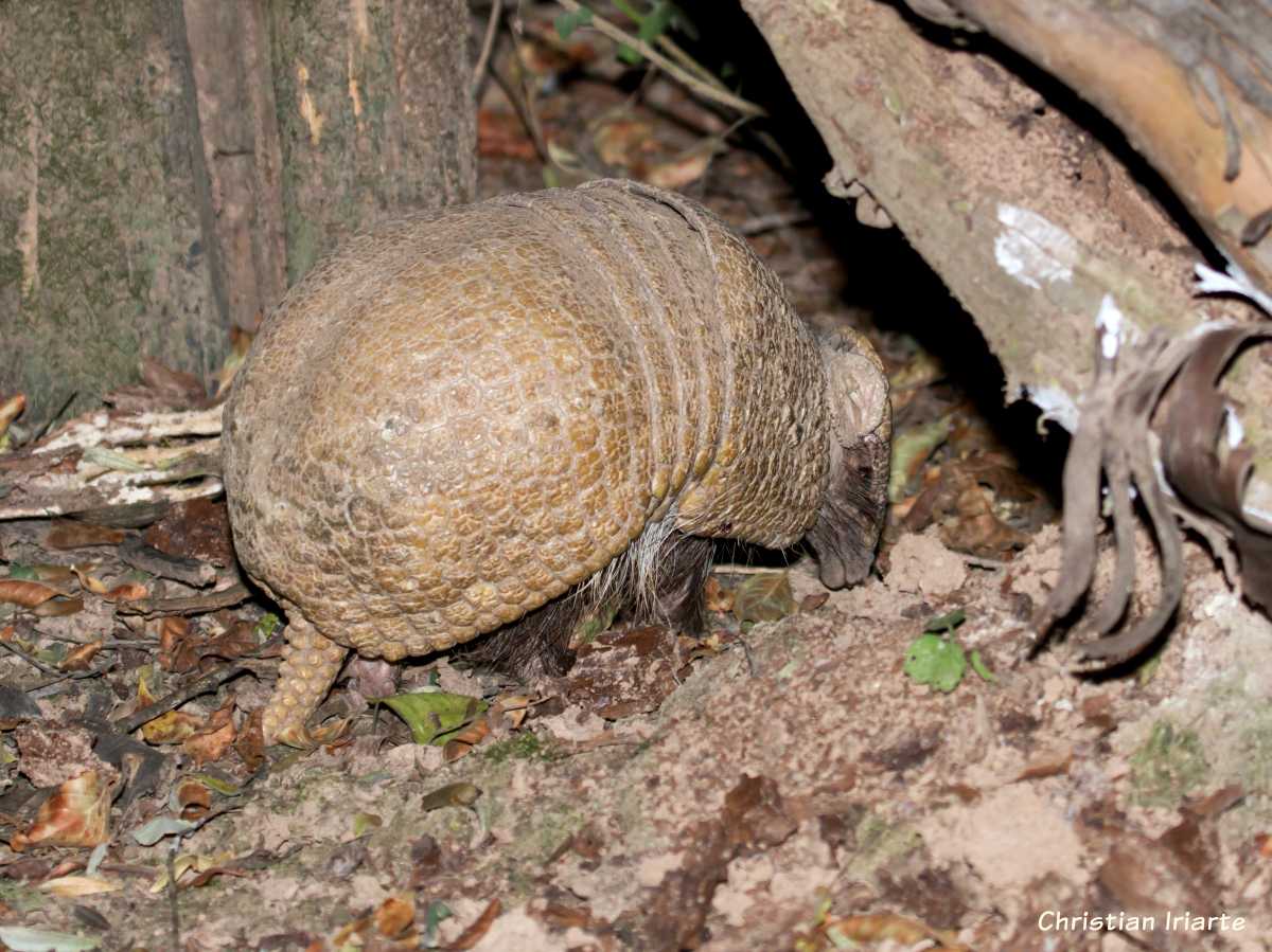 Image: Southern three-banded armadillo