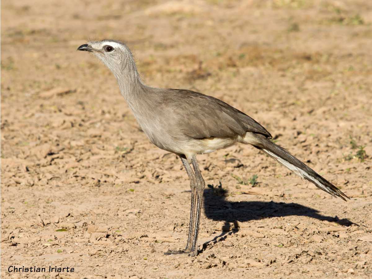 Black-legged seriema (Chunga burmeisteri)