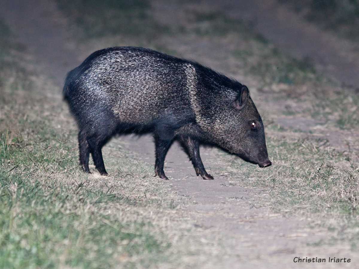 Image: Collared peccary - Río Pilcomayo National Park