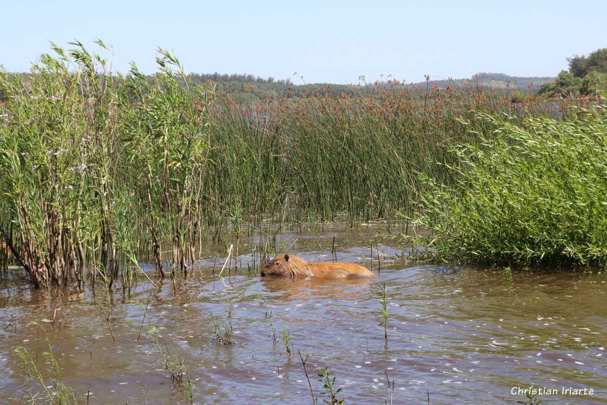 Carpincho en la laguna de los Padres