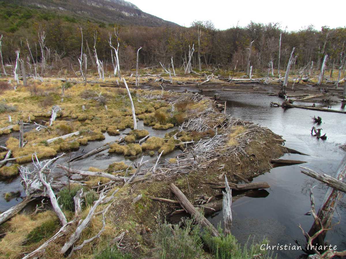 Image: Sendero Castoreras (Castoreras Trail)