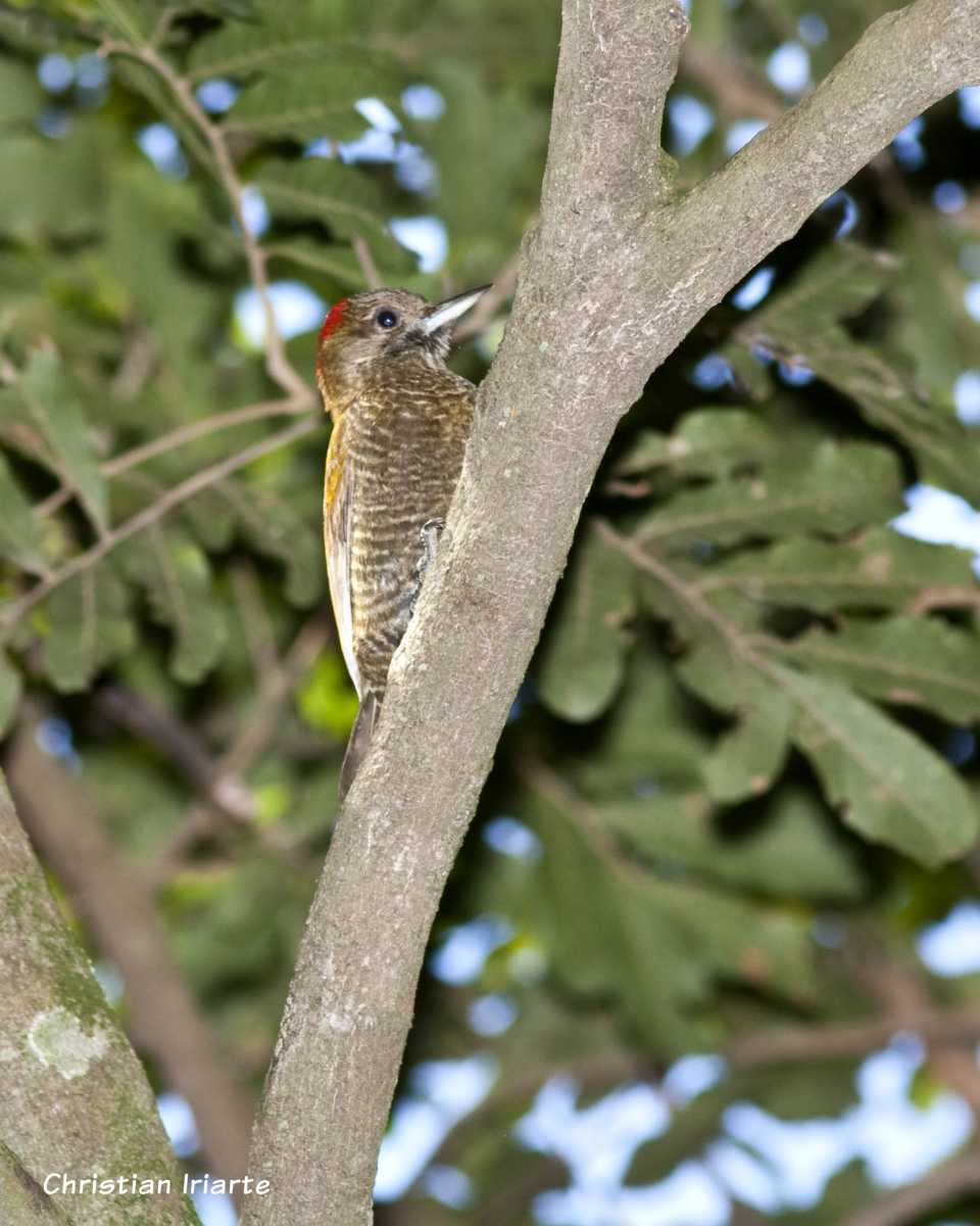 Imagen: Carpintero oliva chico - PN Mburucuyá