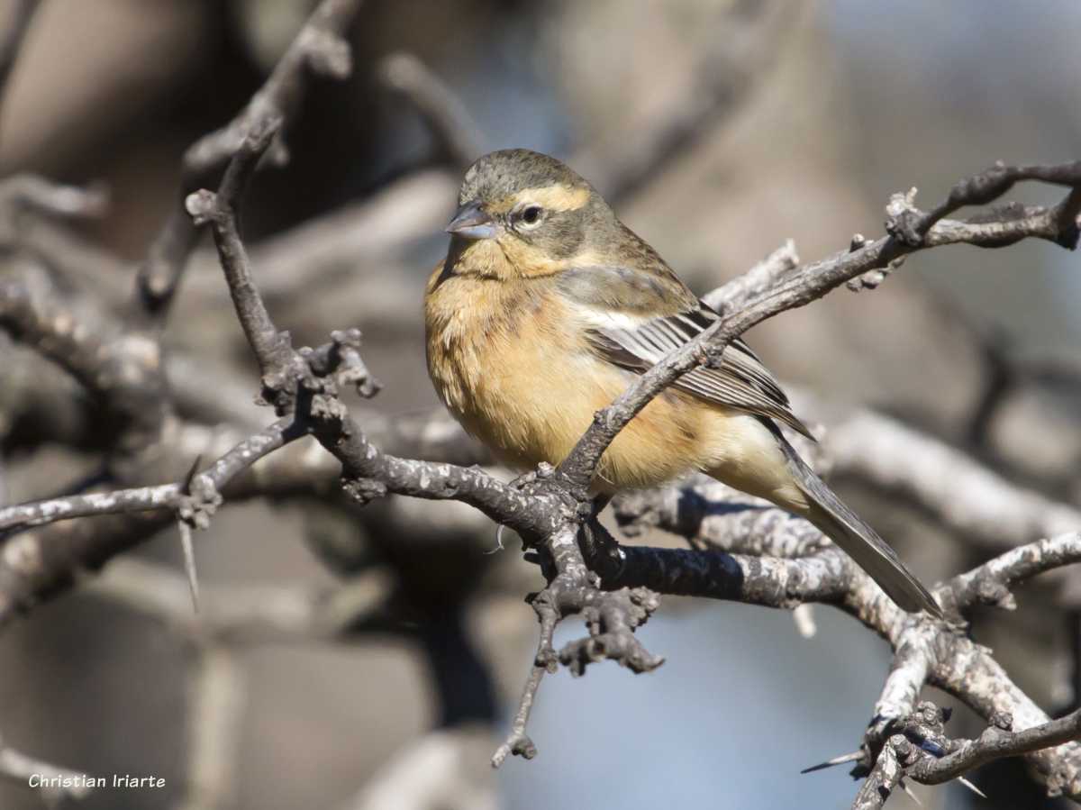 Cinnamon warbling-finch (Poospiza ornata) - Chancaní