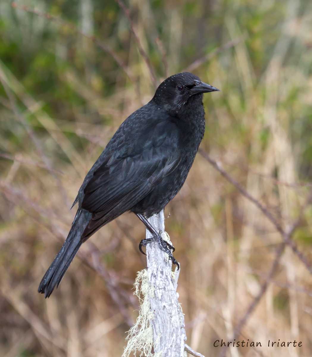Image: Austral blackbird - Tierra del Fuego National Park