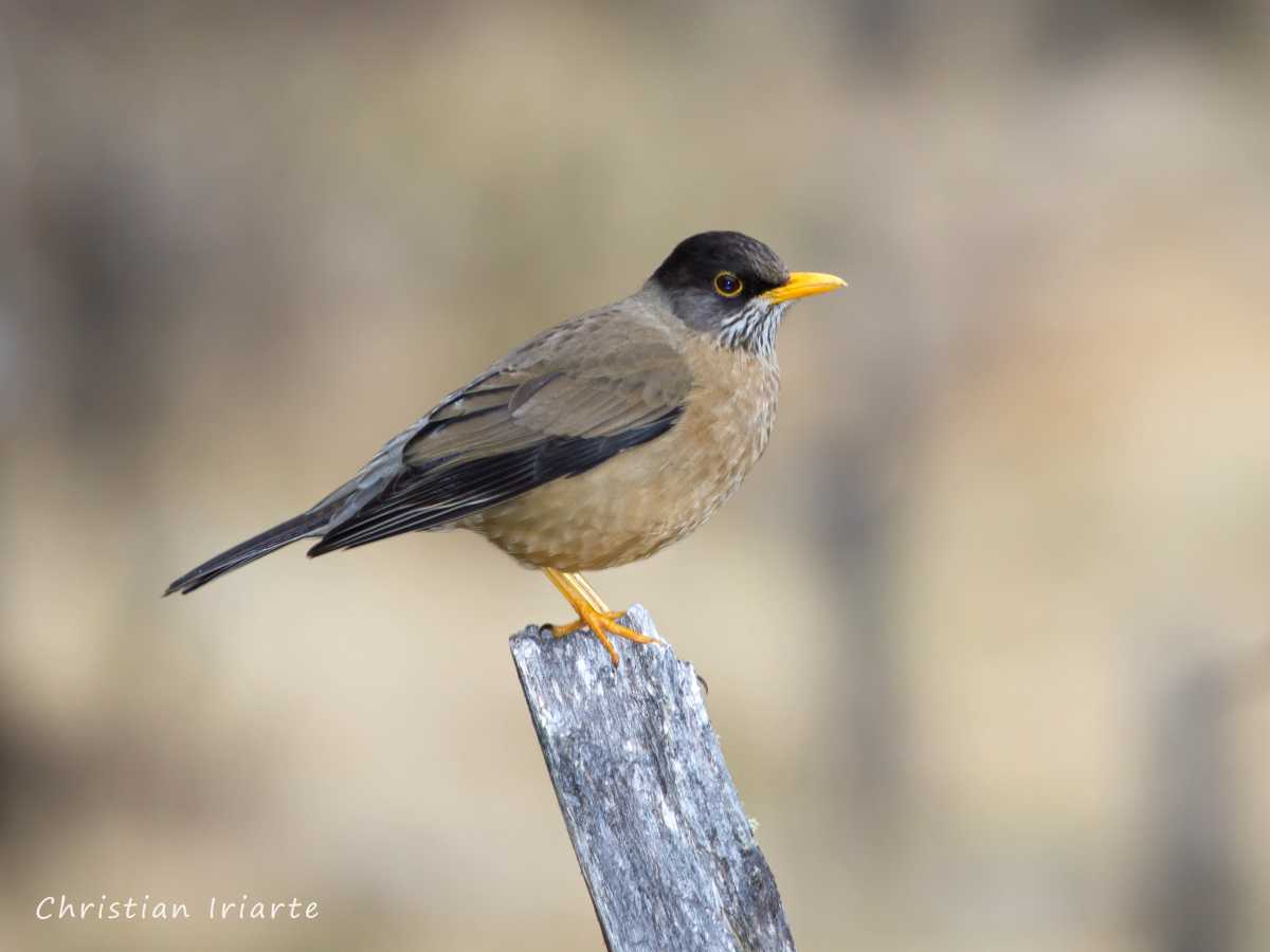 Austral thrush - Tierra del Fuego National Park