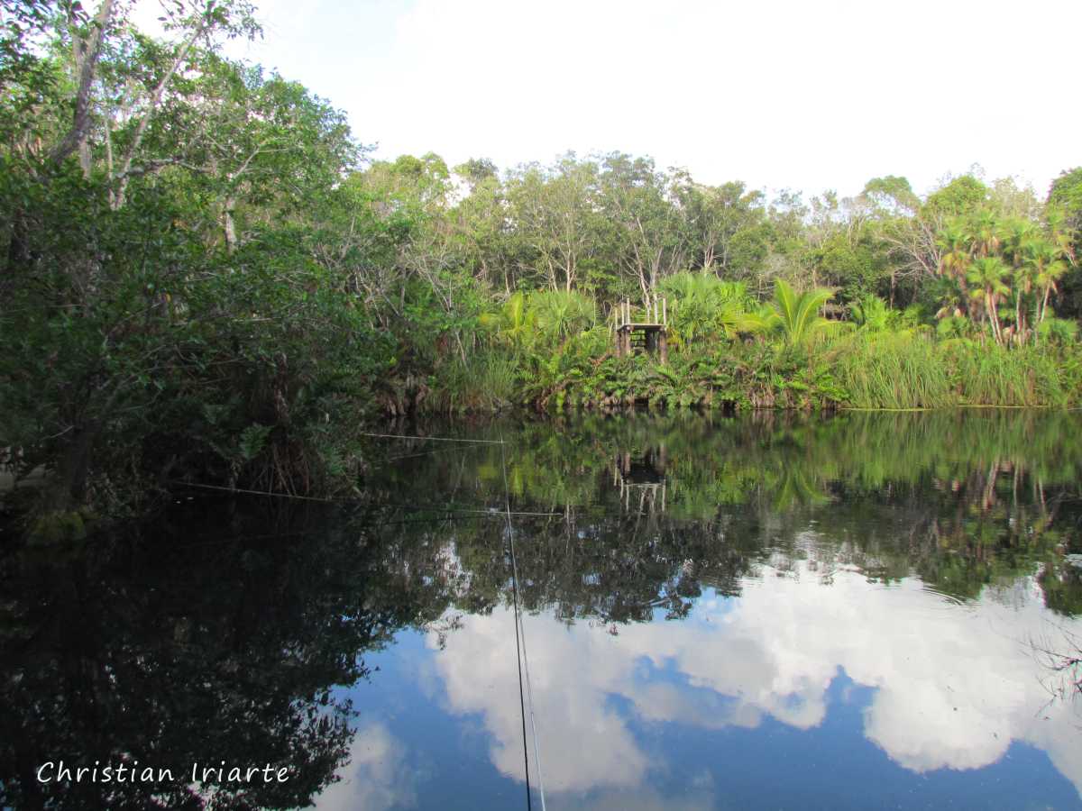 Image: Cristal Cenote