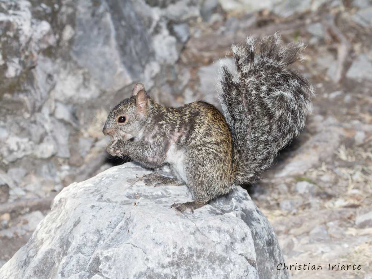 Imagen: Ardilla yucateca (Sciurus yucatanensis) - Tulum