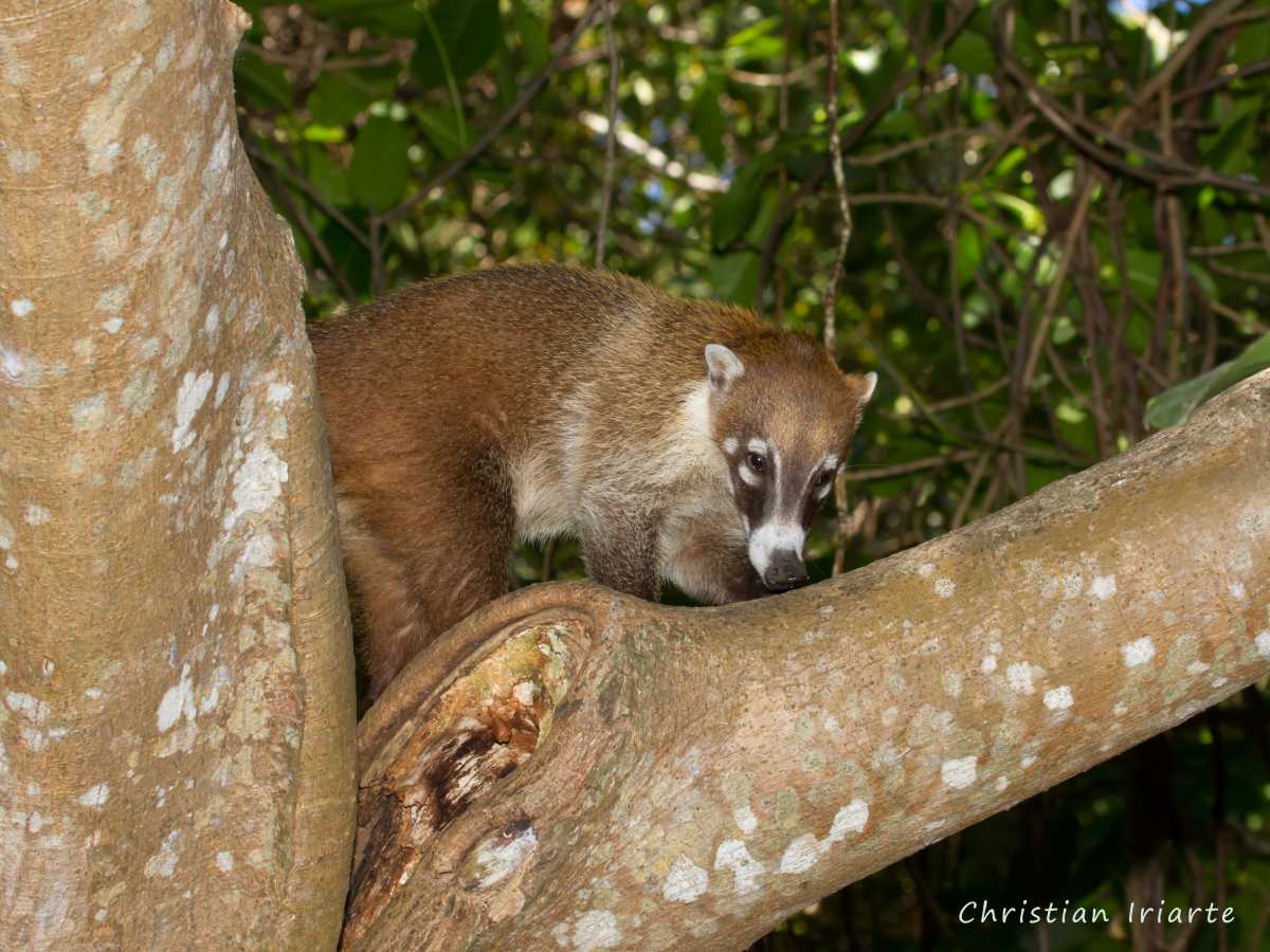 Coatí de nariz blanca (Nasua narica) - Tulum