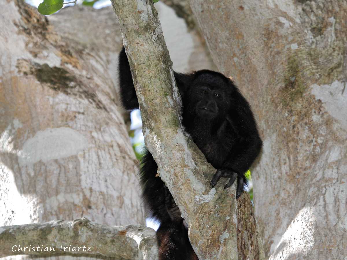 Image: Yucatán black howler monkeys - Calakmul