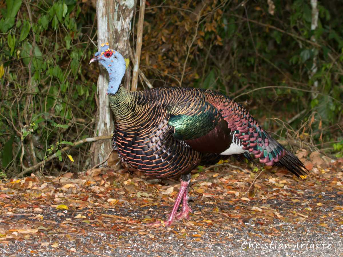 Ocellated turkey (Meleagris ocellata) - Calakmul